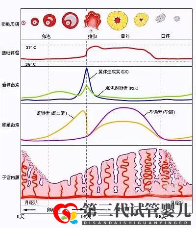 女性雌激素過(guò)高會(huì)降低試管移植成功率嗎？女性雌激素多還是少較好(圖2)