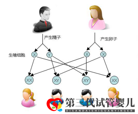 試管嬰兒可以做雙胞胎選性別嗎？(圖1)