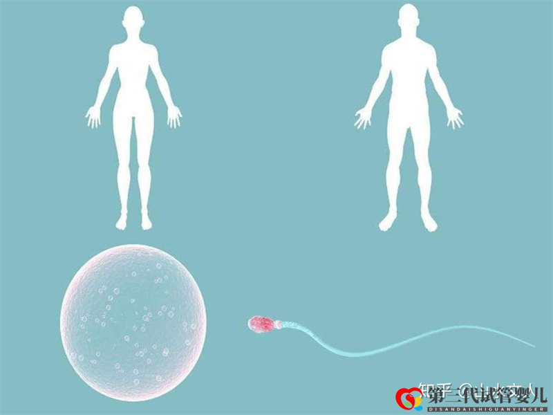 試管嬰兒可以選擇性別嗎費用大概是多少錢(圖3) 試管嬰兒可以選擇性別嗎費用大概是多少錢(圖3)