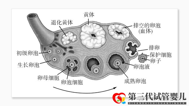 試管嬰兒費(fèi)用大約多少 ——最全面的費(fèi)用詳解(...(圖4) 試管嬰兒費(fèi)用大約多少 ——最全面的費(fèi)用詳解(...(圖4)