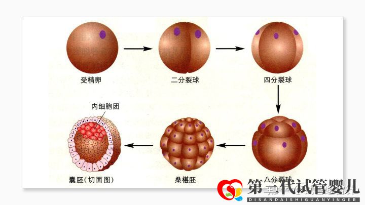 試管嬰兒費(fèi)用大約多少 ——最全面的費(fèi)用詳解(...(圖7) 試管嬰兒費(fèi)用大約多少 ——最全面的費(fèi)用詳解(...(圖7)