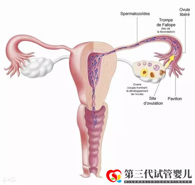 輸卵管不通別哭,這幾種辦法可以幫你成功懷孕!(圖1)