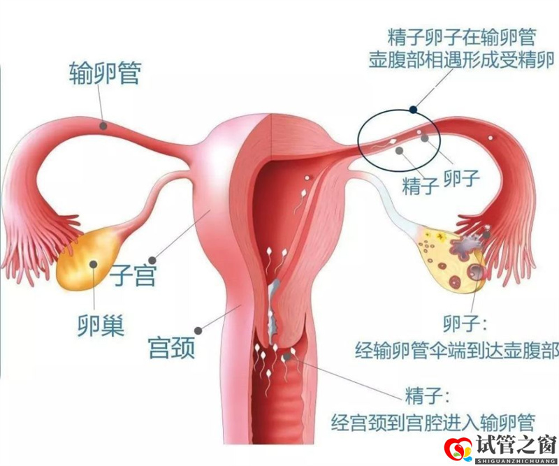 做試管嬰兒前，必須知道的6個真相(圖1)