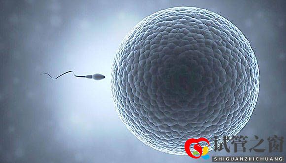 3點告訴你什么樣的精子才符合試管嬰兒的使用標準(圖1)