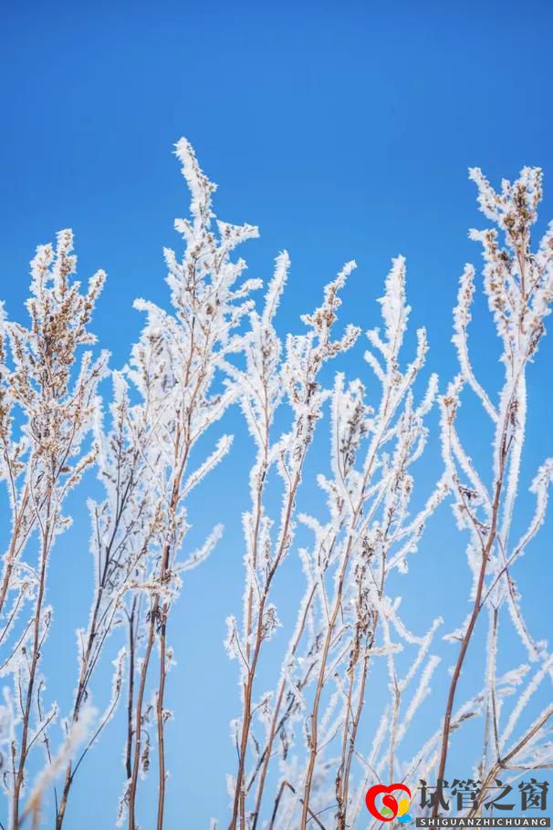 多囊卵巢綜合癥患者可以做試管嬰兒嗎(圖1) 多囊卵巢綜合癥患者可以做試管嬰兒嗎(圖1)