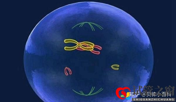 人工授精與試管嬰兒的區(qū)別在哪兒哪個(gè)成功率更大(圖3) 人工授精與試管嬰兒的區(qū)別在哪兒哪個(gè)成功率更大(圖3)
