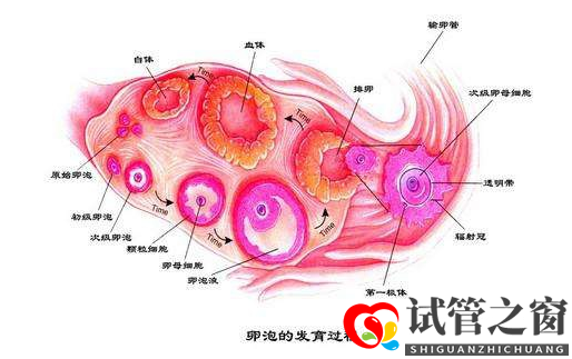 女性卵泡發(fā)育不良怎么做試管嬰兒(圖1) 女性卵泡發(fā)育不良怎么做試管嬰兒(圖1)