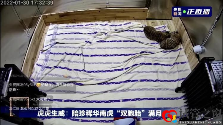 養(yǎng)一頭胖虎，你要花多少錢？(圖1)