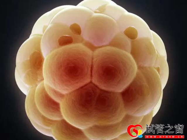 基礎(chǔ)卵泡又叫做始基卵泡