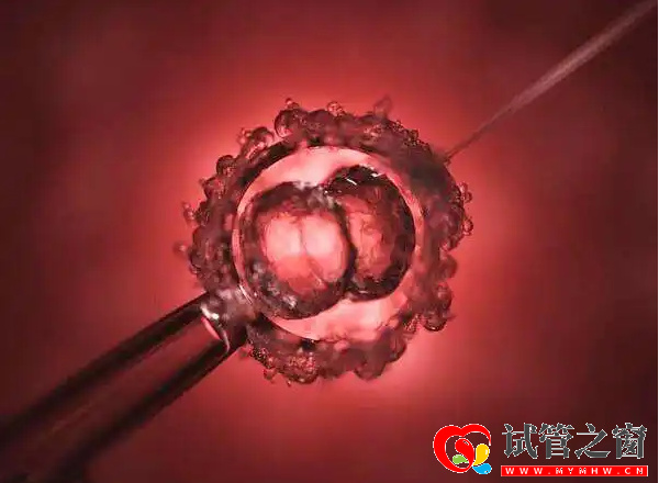 卵泡發(fā)育至成熟就會排出
