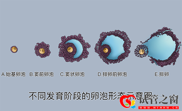 卵泡發(fā)育過程圖
