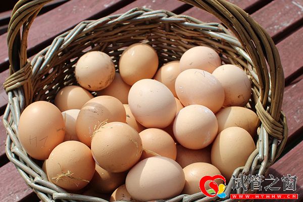 雞蛋是補(bǔ)腦食材之一