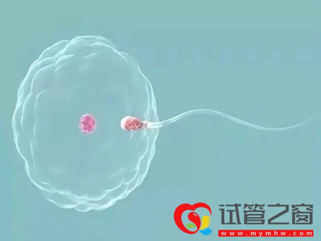 二代試管術(shù)前檢查到驗(yàn)孕大概需要多久時間?(圖2) 二代試管術(shù)前檢查到驗(yàn)孕的時間