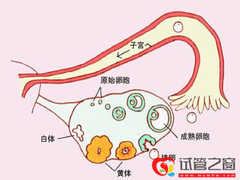 判斷卵巢功能的指標