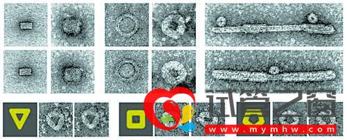 “折紙DNA”設計控制病毒組裝(圖1)