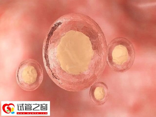 滄州人民醫(yī)院二次移植凍胚費用不高