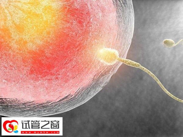 少精弱精會(huì)影響胚胎質(zhì)量