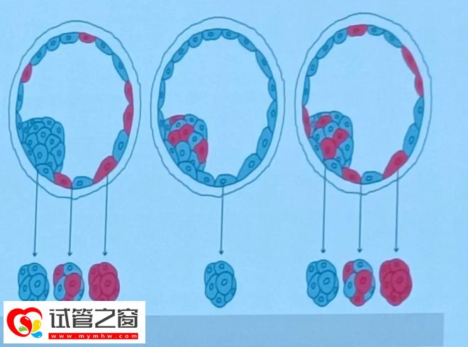 嵌合體胚胎能不能用