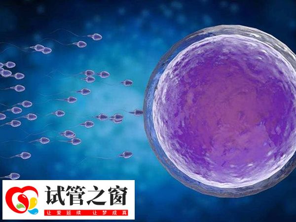 長方案降調(diào)后促排時間大約為10-14天