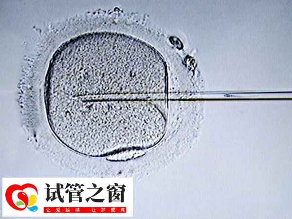 胚胎移植后會開始游走