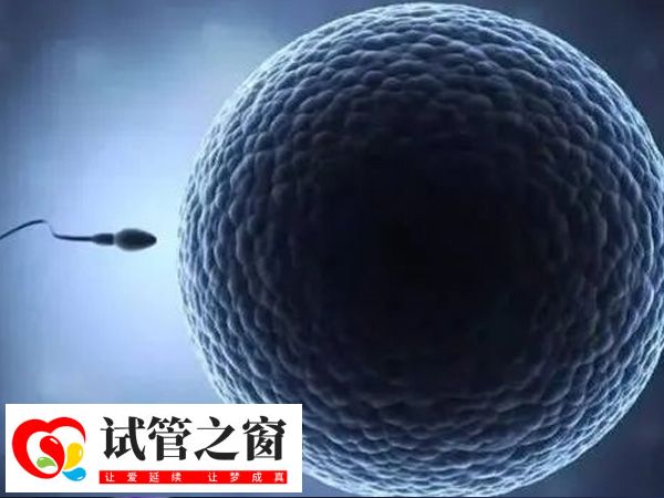 胚胎移植數量與子宮環(huán)境有關
