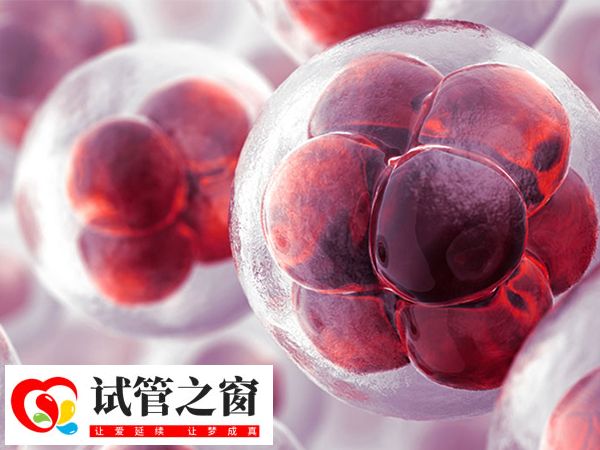 鮮胚移植和囊胚移植區(qū)別還是很大的