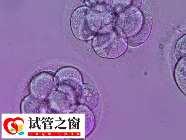 囊胚是在鮮胚的基礎(chǔ)上繼續(xù)培養(yǎng)至第5-6天