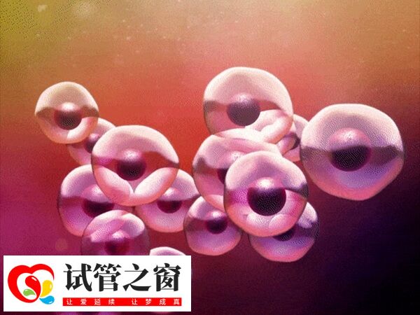 移植三個胚胎可以增加內(nèi)膜著床的幾率