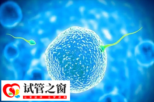 胚胎質(zhì)量差移植成活率很低