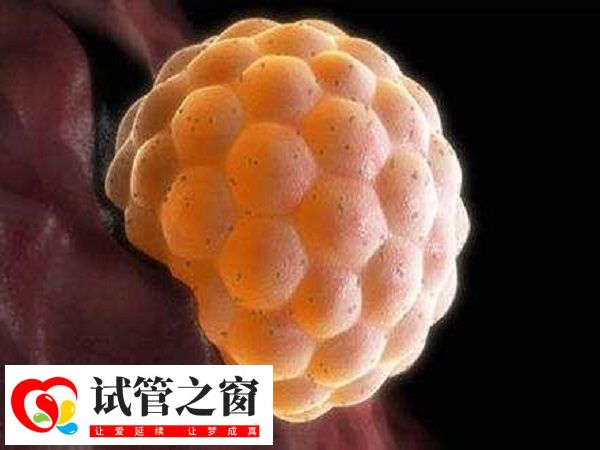 養(yǎng)囊通常需要5-7天