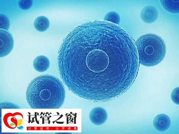 4bb囊胚已經具備了較好的發(fā)育潛力