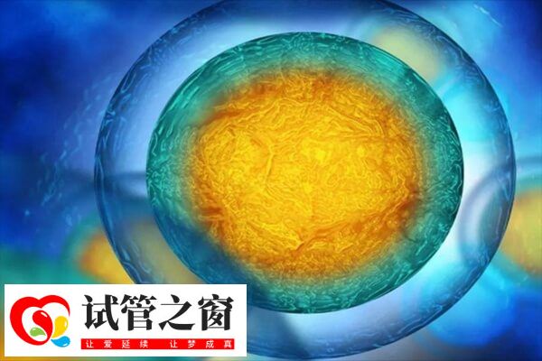 試管嬰兒移植之后位置并不是固定不動的