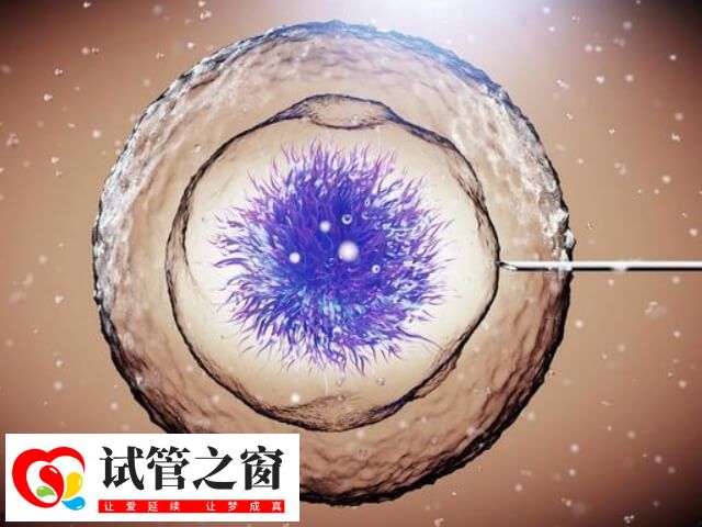 移植胚胎4ac的成功率約40%