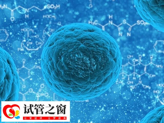 4AC胚胎滋養(yǎng)層細胞數(shù)量稀少