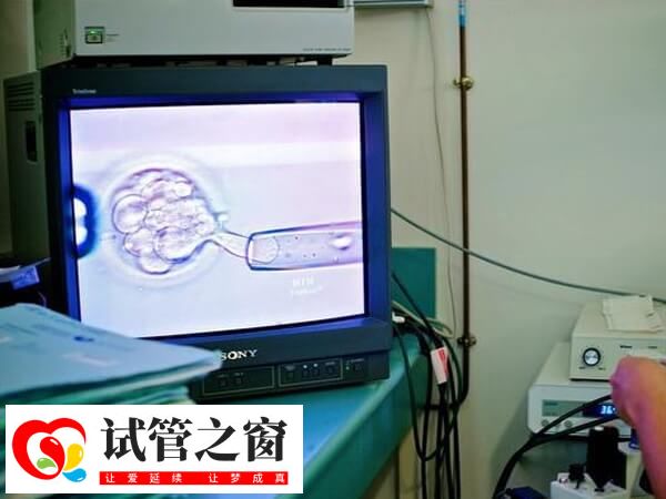 取卵后成功培育2個優(yōu)質胚胎成功率約40%