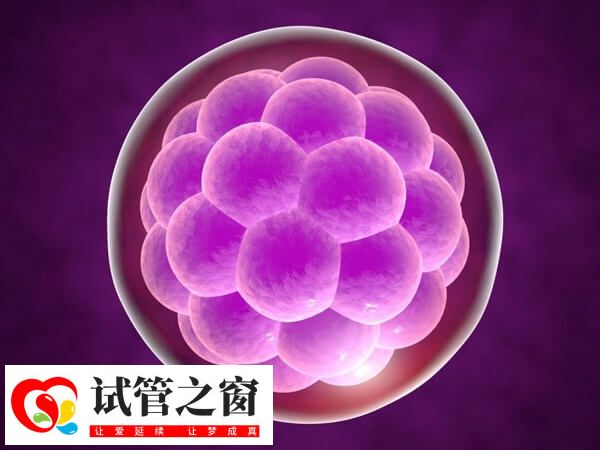 養(yǎng)囊成功率并非百分百