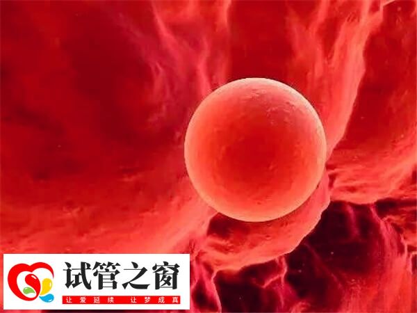 囊胚質(zhì)量不影響孩子健康