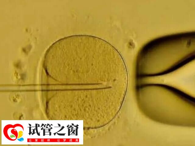 中等質(zhì)量囊胚的發(fā)育能力還是不錯(cuò)的